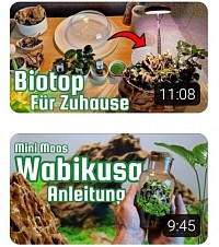 Alternative zum Terrarium