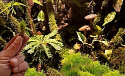 Für Regenwaldterrarien geeignet