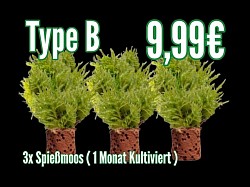 Type B