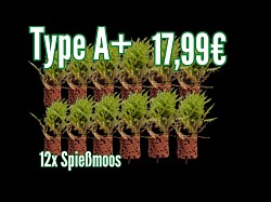 Type A+