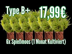 Type B+