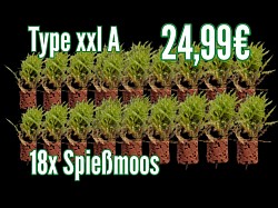 Type xxl A