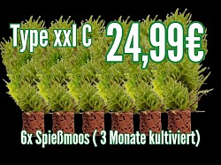 Type xxl C
