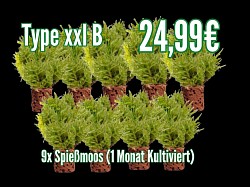 Type xxl B